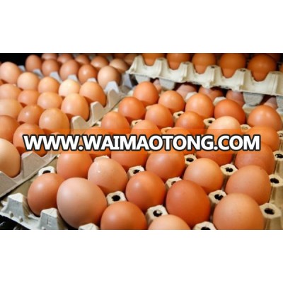 FRESH CHICKEN EGGS WITH COMPETITIVE PRICES