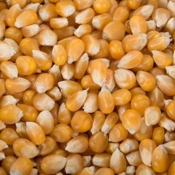 PORP CORN CHEAP PRICE